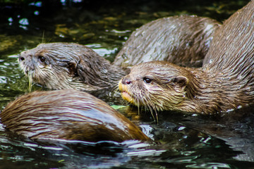 Asiatischer Kurzkrallenotter
