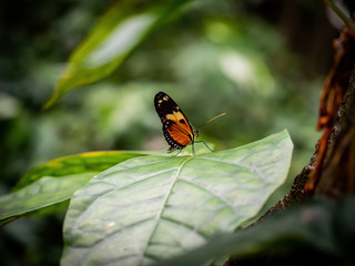 orange and black butterfly on leaf