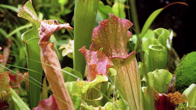 Close-up shot of pitcher plant - sarracenia. 4K