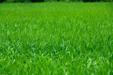 photo of green rice paddy for using as background, texture , wallpaper or artwork.