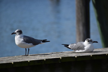 Obraz premium Seagulls on a pier