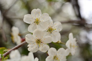 Fototapeta premium The spring blooming of fruit trees, cherry.