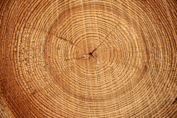 A sawn-off tree. The texture of the wood. Close-up of a cross section of lumber. Background texture