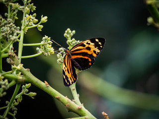 orange and black butterfly on flower
