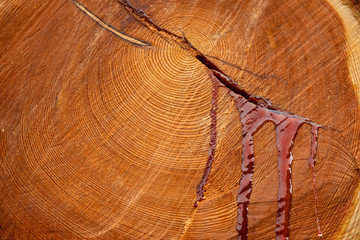 Blood leaking from a tree trunk as a symbol of environmental destruction