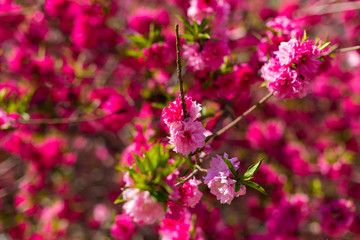 Pink sakura at the spring in China