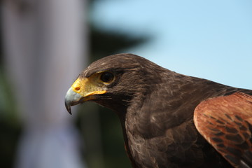American Hawk Closeup