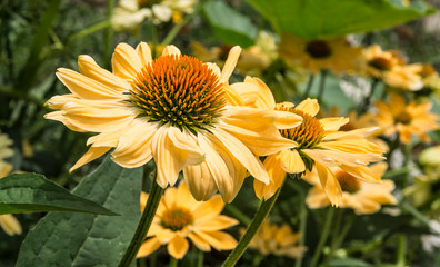 yellow echinacea in the garden