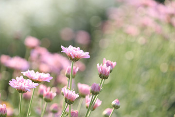 Pink Chrysanthemum flower morning sunlight at flower field
