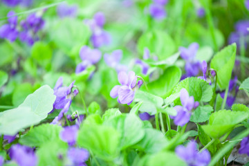 Obraz na płótnie Canvas wild violet flowers