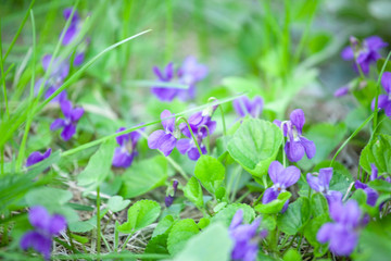 wild violet flowers