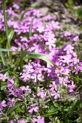 early spring primroses