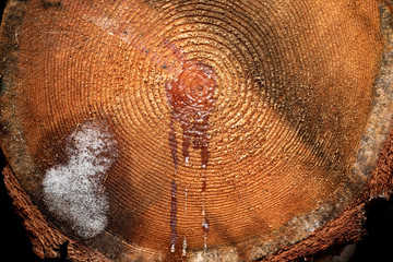 A sawn-off tree. The texture of the wood. Close-up of a cross section of lumber. Background texture - obrazy, fototapety, plakaty