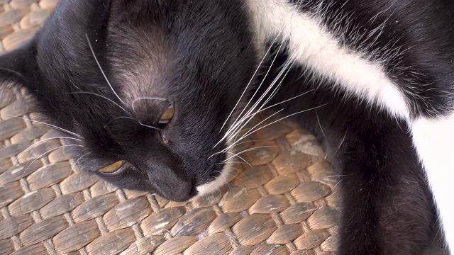 black cat lying on the mat