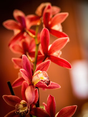 pink orchids close up flower