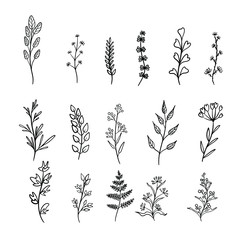 Plant drawings of blooming wild flowers. Collection of herbaceous flowering plants hand drawn with contour lines on white background. vector illustration.