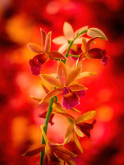 Fototapeta na wymiar pink and orange orchid flowers