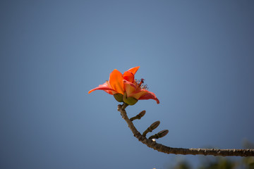 Flower of  Bombax ceiba tree