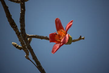 Flower of  Bombax ceiba tree