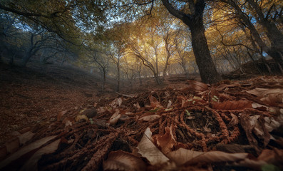 Autumn in the chestnut forest (Malaga, Spain)