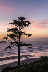 Sunset on the ocean, silhouette of a pine tree in the foreground. Vertical landscape. Oregon coast, USA.