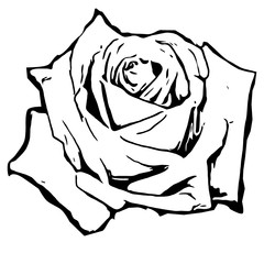 Single rose blossom, black and white silhouette sketch