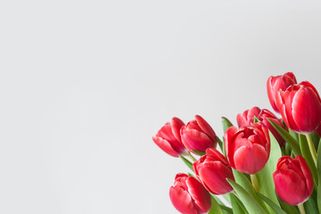 A bunch of red tulips on a light background with copy space. Banner with spring flowers in the lower left corner. - obrazy, fototapety, plakaty