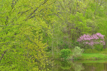 Spring landscape of the shoreline of the Kalamazoo River with a redbud in bloom, Michigan, USA