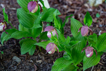 Lady's Slipper Orchid (Cypripedium calceolus) in park