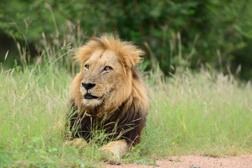 Male Lion in the wilderness of Africa