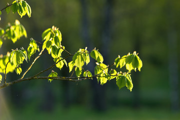 Young juicy green leaves on the branches in the sun outdoors in spring or summer, soft focus