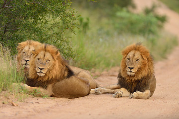 Male Lion in the wilderness of Africa