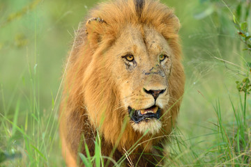 Male Lion in the wilderness of Africa