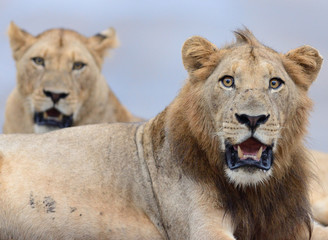 Fototapeta na wymiar Male Lion in the wilderness of Africa