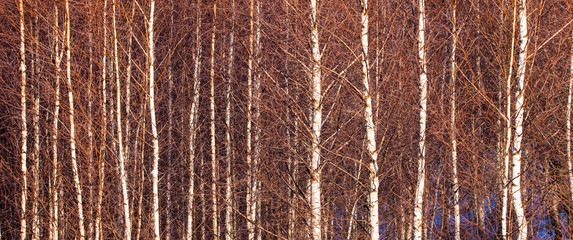 birch tree forest in the winter