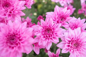 Pink flower chrysanthemum in garden.