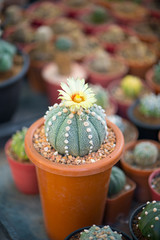 Astrophytum asterias cactus and flower in pot
