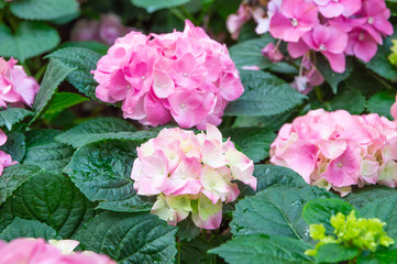 Fototapeta premium Hydrangea pink bloom beautifully in the garden.