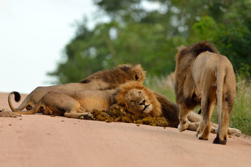 Male Lion in the wilderness of Africa