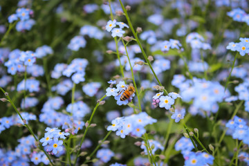 Wonderful spring photos. Bee in field of flowers