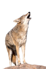 Howling Coyote - obrazy, fototapety, plakaty