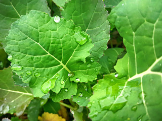 빗방울 맺힌 잎새