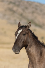 Obraz premium Dziki Koń jesienią na pustyni Utah