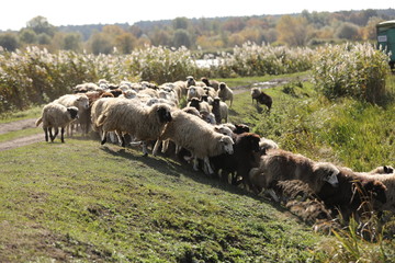 a flock of sheep grazing on green grass in the field