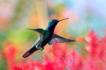 A Black-throated Mango hummingbird hovers in the air with tropical flowers blurred in the background.