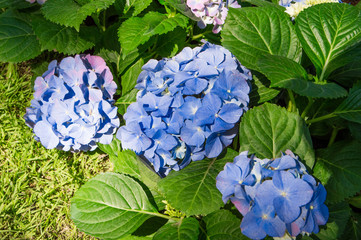 Hydrangea blue bloom beautifully in the garden. © Rutsada