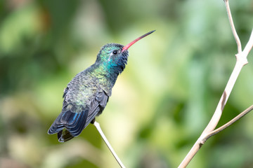 Broad-billed Hummingbird.