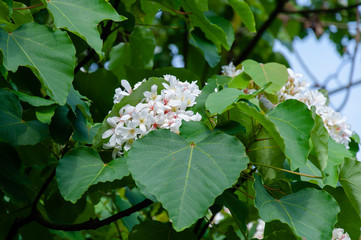 Beautiful white tung flower blooms in spring