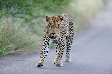 Leopard in the wilderness of Africa