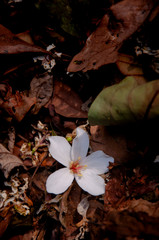 Beautiful white tung tree flower, Like the snow floating on the ground in May
